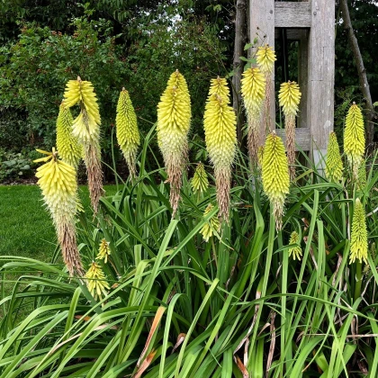 Mnohokvět bílý - Kleopatřina jehla - Kniphofia - prostokořenné sazenice mnohokvětu - 1 ks