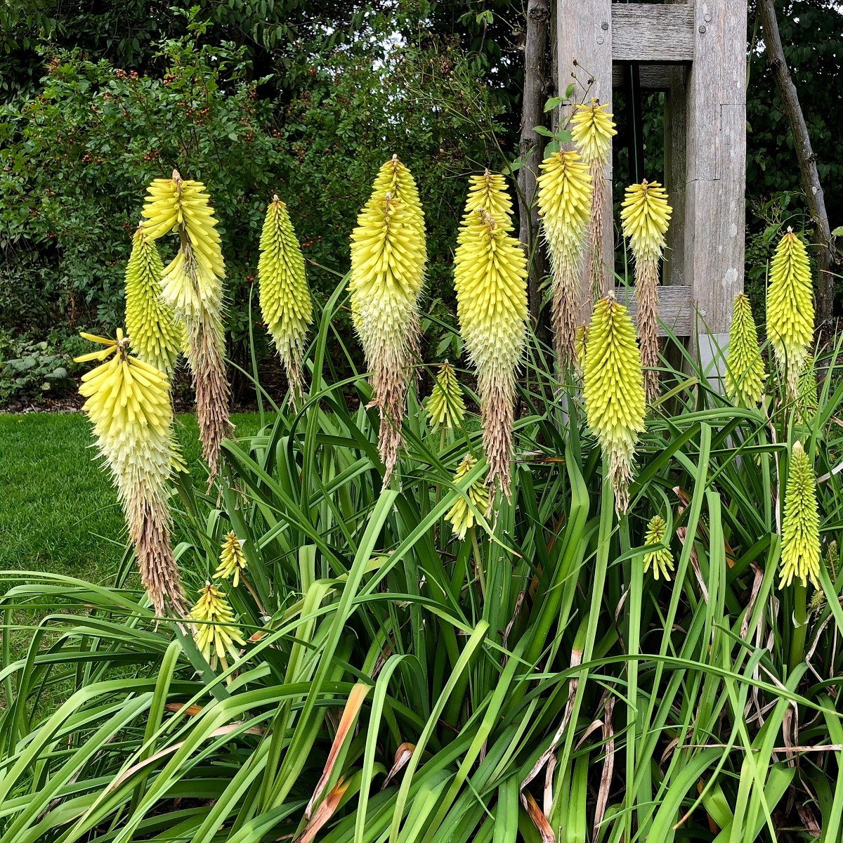 Mnohokvět bílý - Kleopatřina jehla - Kniphofia - prostokořenné sazenice mnohokvětu - 1 ks