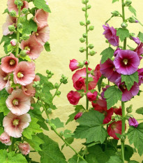 Topolovka Letní karneval směs - Alcea Rosea - semena topolovky - 40 ks