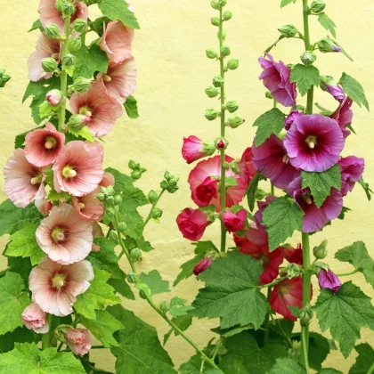 Topolovka Letní karneval směs - Alcea Rosea - semena topolovky - 40 ks