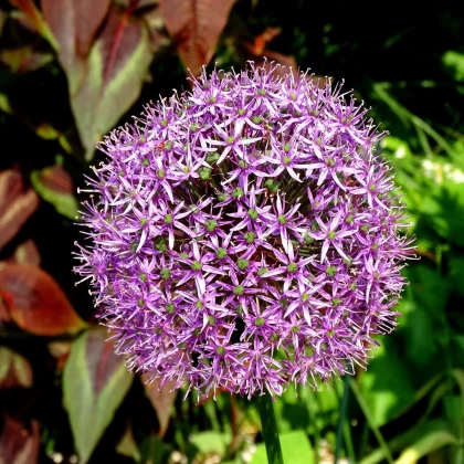 Česnek Christophii - Allium christophii - cibule okrasného česneku - 2 ks