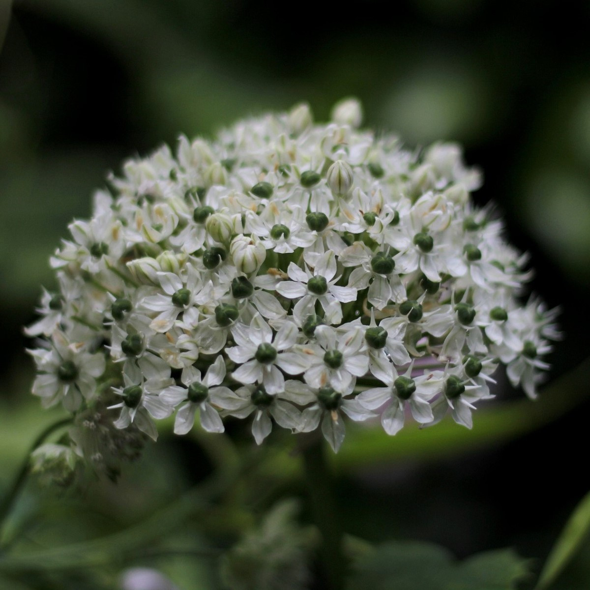 Česnek okrasný černý - Allium nigrum - cibule okrasného česneku - 2 ks
