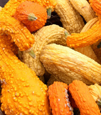 Tykev okrasná Yellow Crookneck - Cucurbita pepo - semena tykve - 5 ks