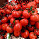 BIO Rajče polní zakrslé Saint Pierre - Solanum lycopersicum - bio semena rajčete - 7 ks