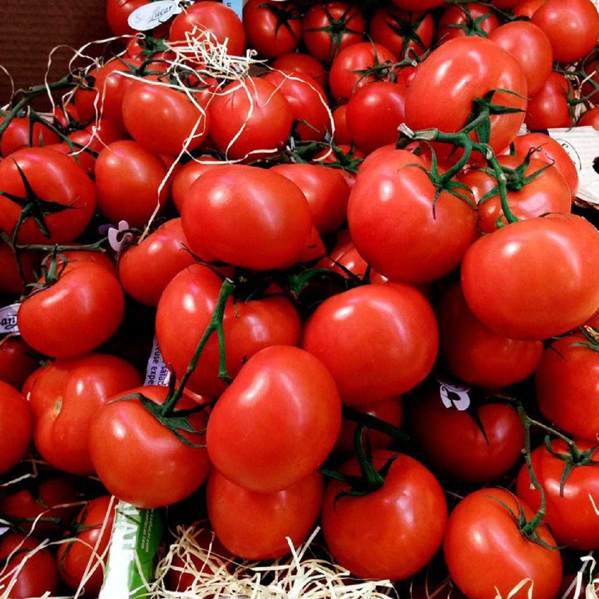 BIO Rajče polní zakrslé Saint Pierre - Solanum lycopersicum - bio semena rajčete - 7 ks