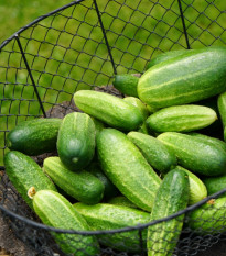 BIO Okurka nakládačka Vorgebirgstrauben - Cucumis sativus - bio semena okurky - 10 ks
