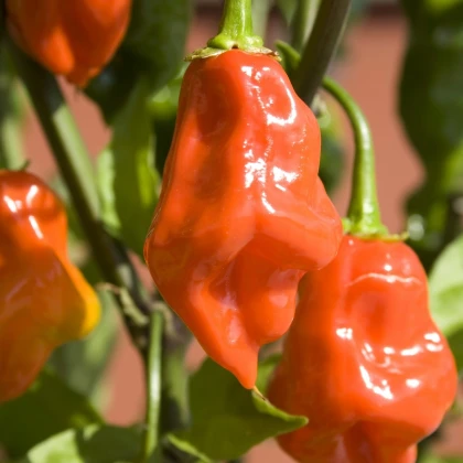 BIO Chilli Habanero oranžové - Capsicum chinense - bio semena chilli - 6 ks