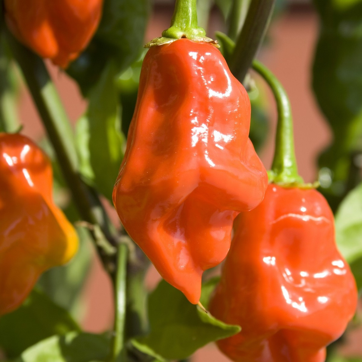 BIO Chilli Habanero oranžové - Capsicum chinense - bio semena chilli - 6 ks