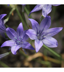 Brodie Queen Fabiola - Brodiaea laxa - cibule brodie - 3 ks