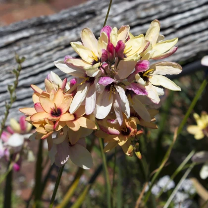 Duhovice směs barev - Ixias - hlízy duhovice - 3 ks