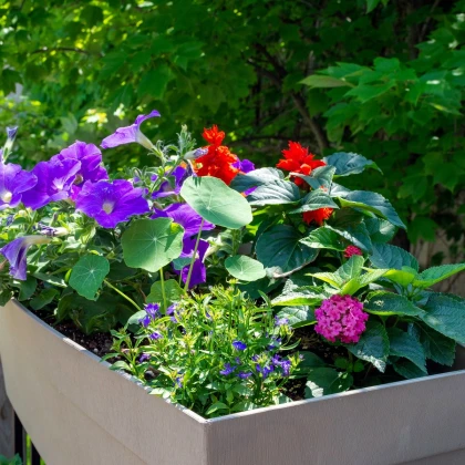 Letničky nízké - semena letniček - směs letniček - 0,9 g