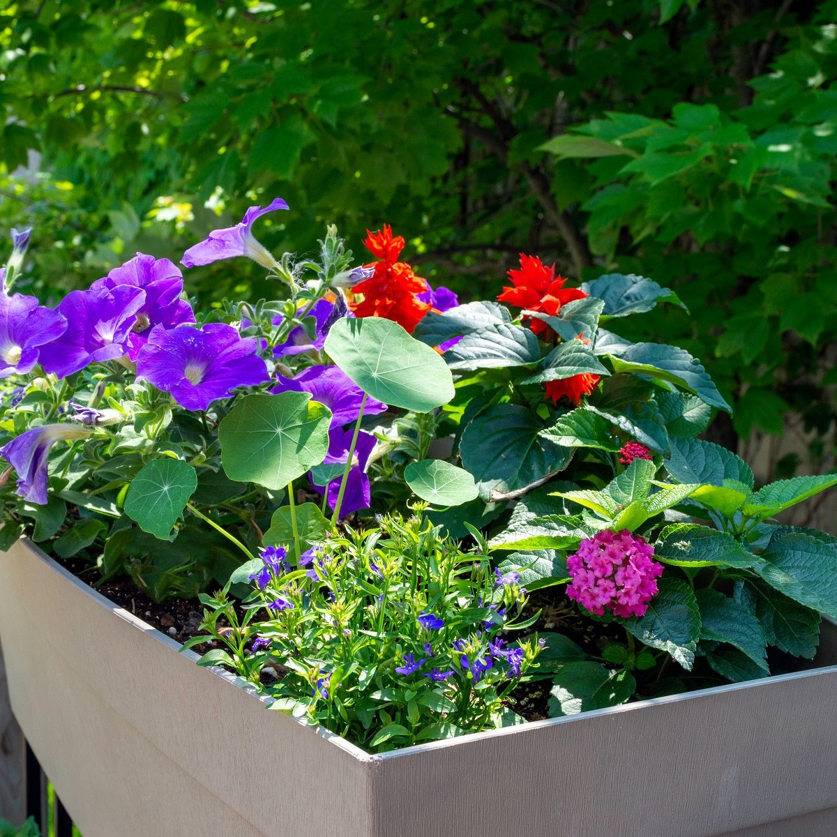 Letničky nízké - semena letniček - směs letniček - 0,9 g