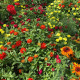 Letničky polovysoké - semena letniček - směs letniček - 0,9 g