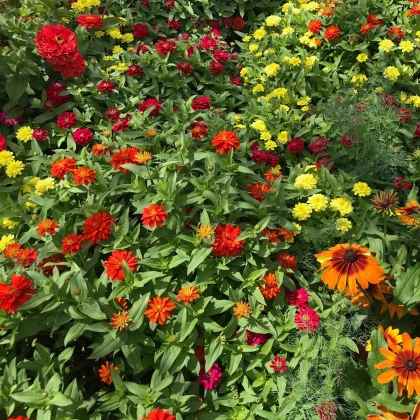 Letničky polovysoké - semena letniček - směs letniček - 0,9 g