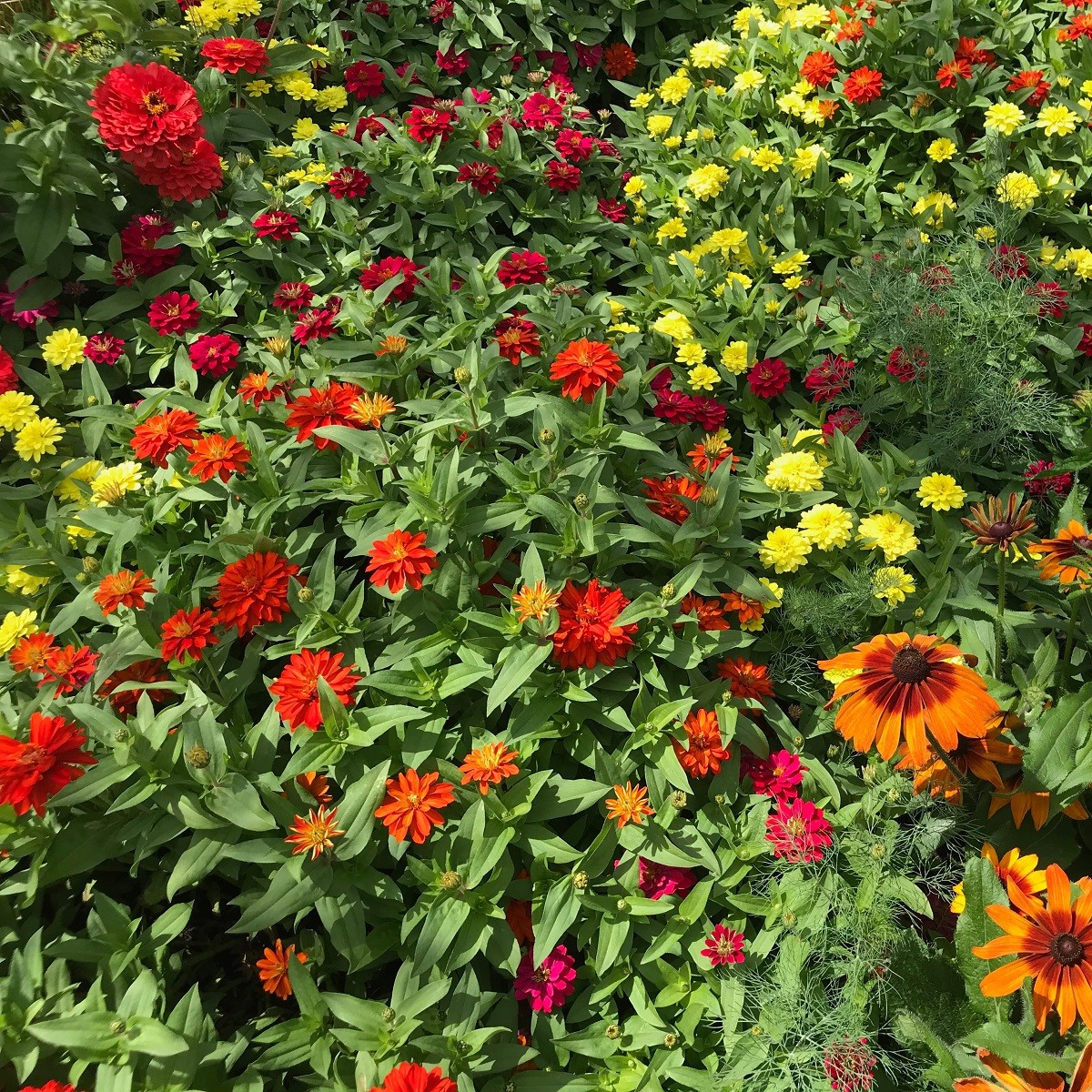 Letničky polovysoké - semena letniček - směs letniček - 0,9 g