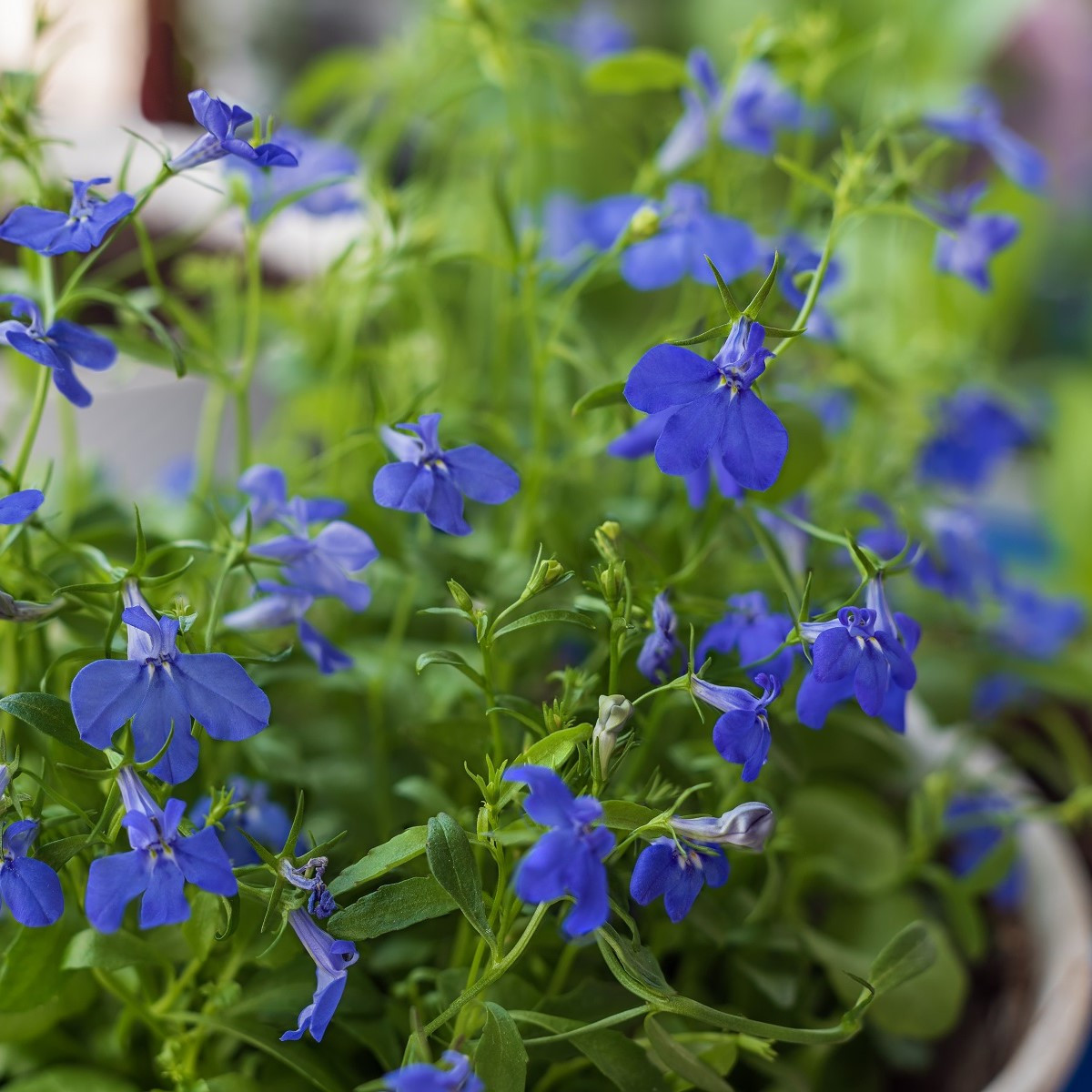 Zahradní sen v modrém - semena letniček - směs letniček - 0,9 g