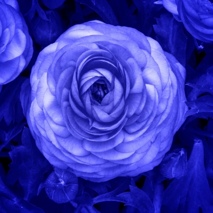 Pryskyřník plnokvětý modrý - Ranunculus asiaticus - hlízy pryskyřníku - 3 ks