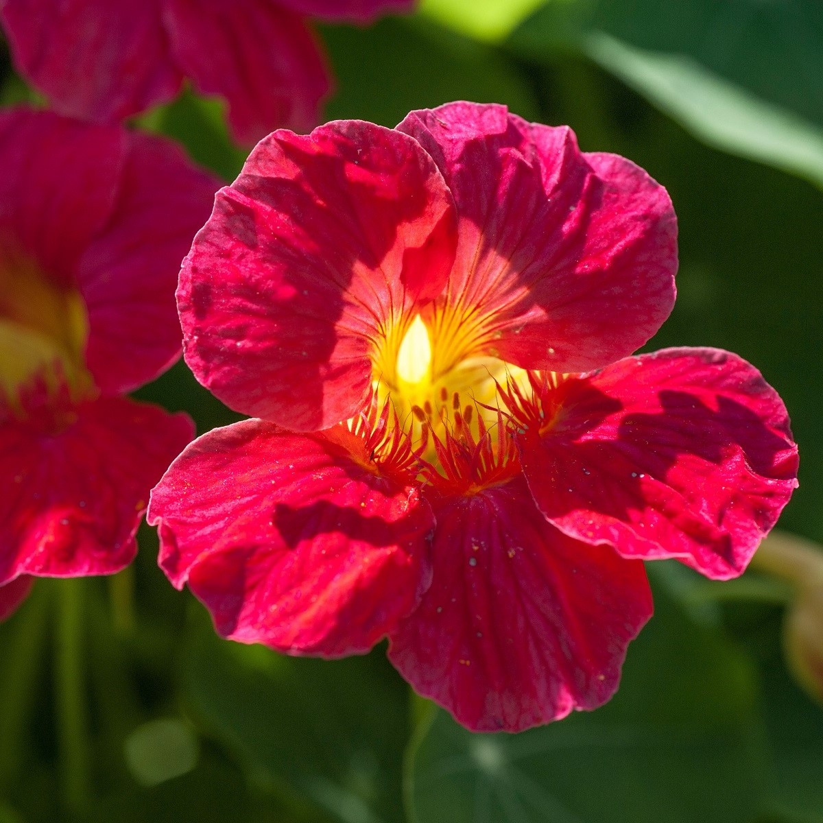 Lichořeřišnice nízká Baby Deep Rose - Kapucínka - Tropaeolum minus - semena lichořeřišnice - 8 ks