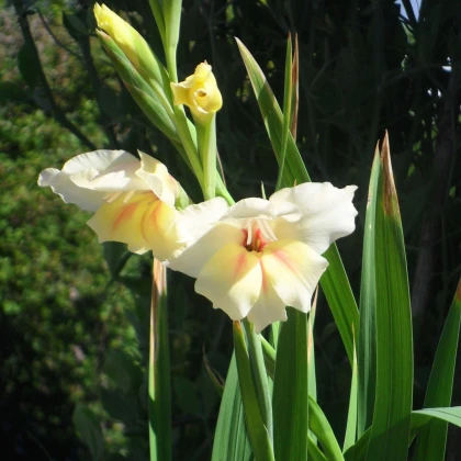 Gladiol Nanus Halley - Gladiolus - hlízy mečíku - 3 ks