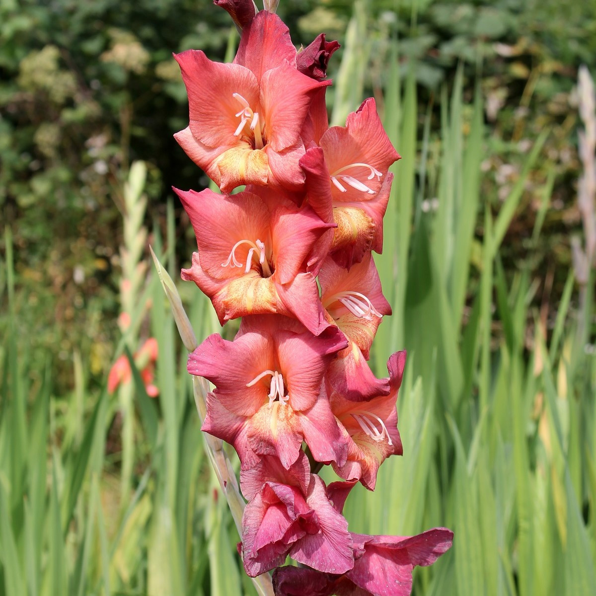 Gladiol Indian Summer - Gladiolus - hlízy mečíku - 3 ks