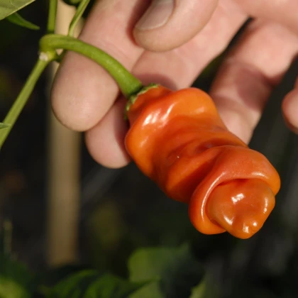 Chilli oranžové Peter - Capsicum annuum - semena chilli - 5 ks