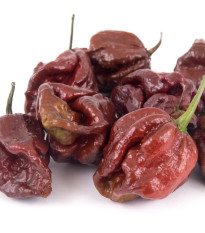 Chilli Trinidad Scorpion Moruga Caramel - Capsicum chinense - semena chilli - 5 ks