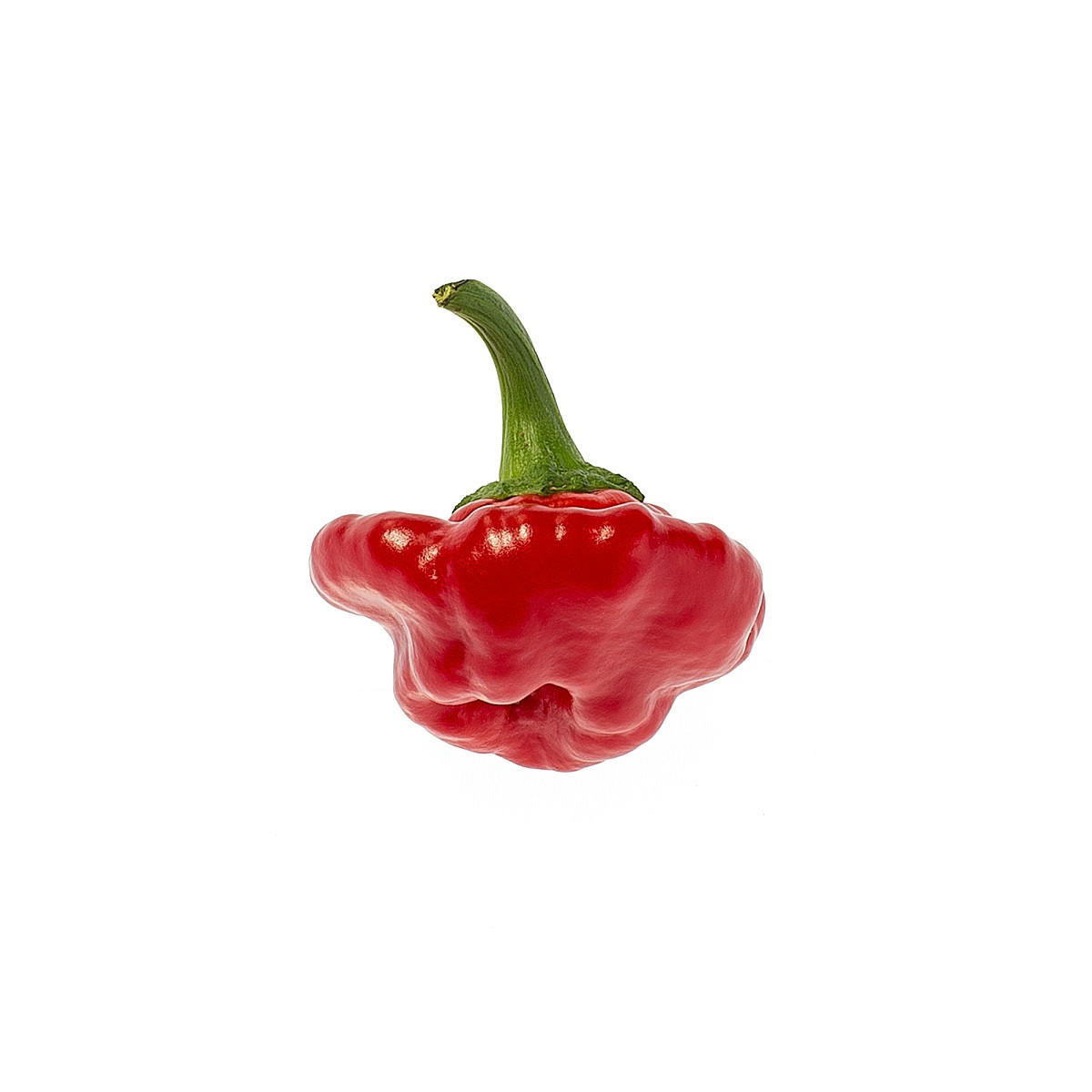 Chilli Jamaican Hot Red - Capsicum annuum - semena chilli - 6 ks