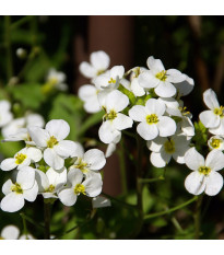Huseník alpský bílý - Arabis alpina - semena huseníku - 200 ks