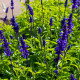 Šalvěj transylvanská Blue Spires - Salvia transylvanica - semena šalvěje - 12 ks