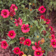 Kokarda Arizona Red Shades - Gaillardia aristata - semena kokardy - 10 ks