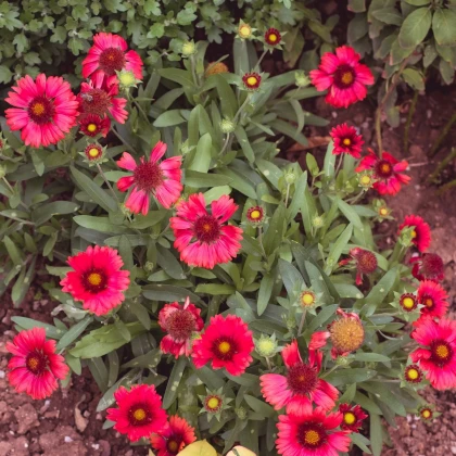 Kokarda Arizona Red Shades - Gaillardia aristata - semena kokardy - 10 ks