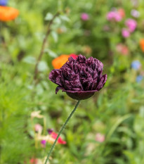 Mák Black Peony - Papaver somniferum - semena máku - 150 ks