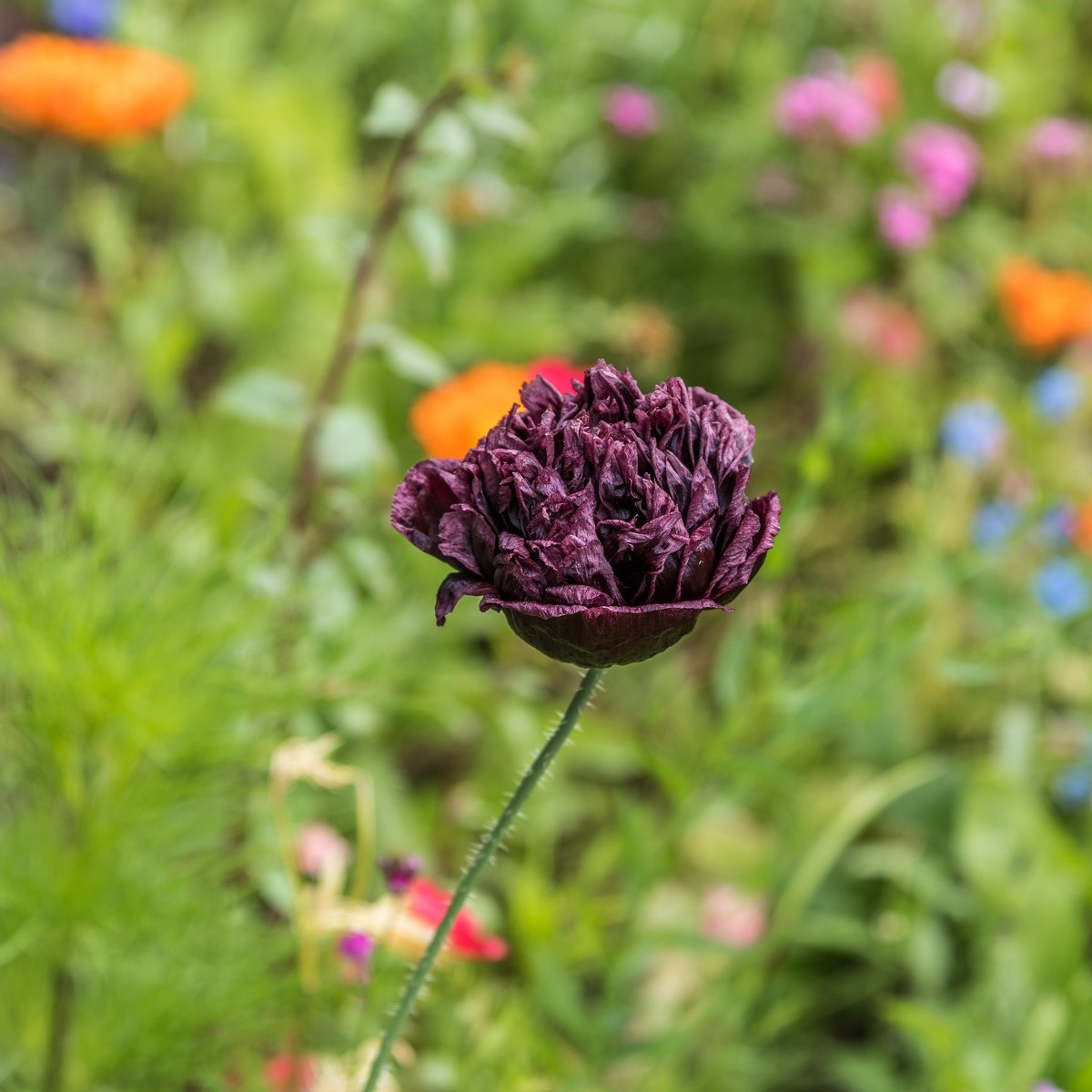 Mák Black Peony - Papaver somniferum - semena máku - 150 ks