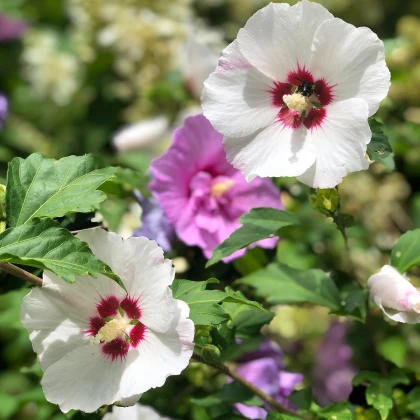 Szíriai mályvacserje Rose of Sharon - Hibiscus syriacus - mályvamagok - 12 db