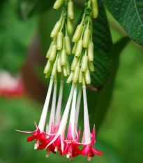 Fuchsie bolívijská bílá - Fuchsia boliviana - semena fuchsie - 10 ks