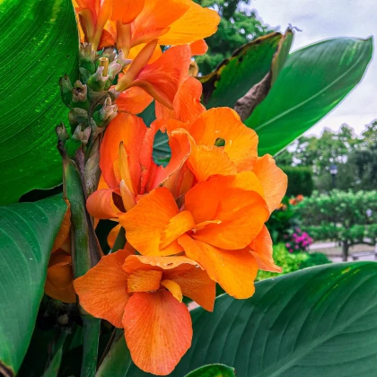 Kana - Canna jaegeriana - semena kany - 6 ks