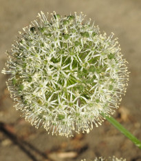 Česnek Mont Blanc - Allium - cibule okrasného česneku - 1 ks