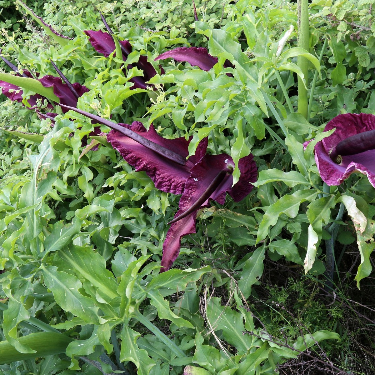 Ďáblův jazyk - Dracunculus vulgaris - cibule ďáblova jazyku - 1 ks
