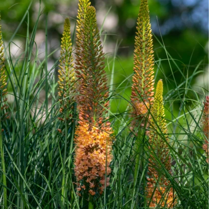 Liliochvostec Pinokkio - Eremurus – hlízy liliochvostce - 1 ks