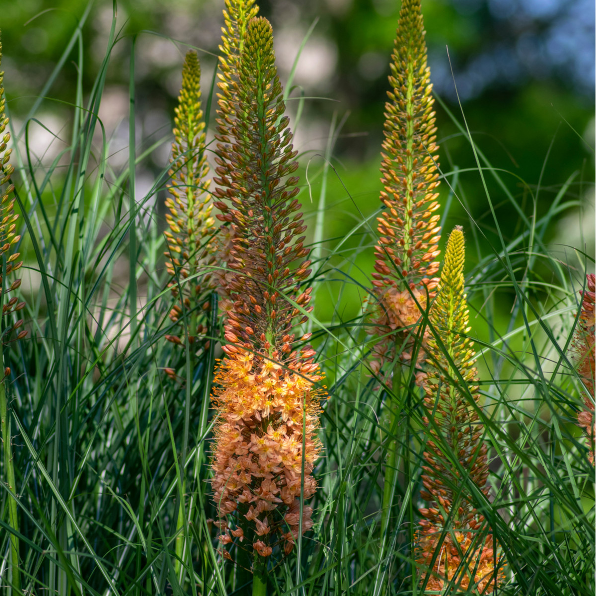 Liliochvostec Pinokkio - Eremurus – hlízy liliochvostce - 1 ks