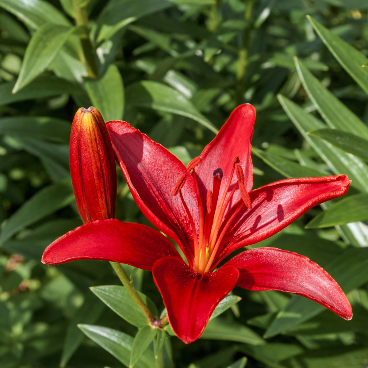 Lilie Diabora - Lilium - cibule lilie - 1 ks