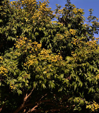 Mýdelník pravý - Sapindus saponaria - semena mýdelníku - 3 ks