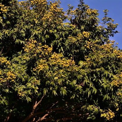 Mýdelník pravý - Sapindus saponaria - semena mýdelníku - 3 ks