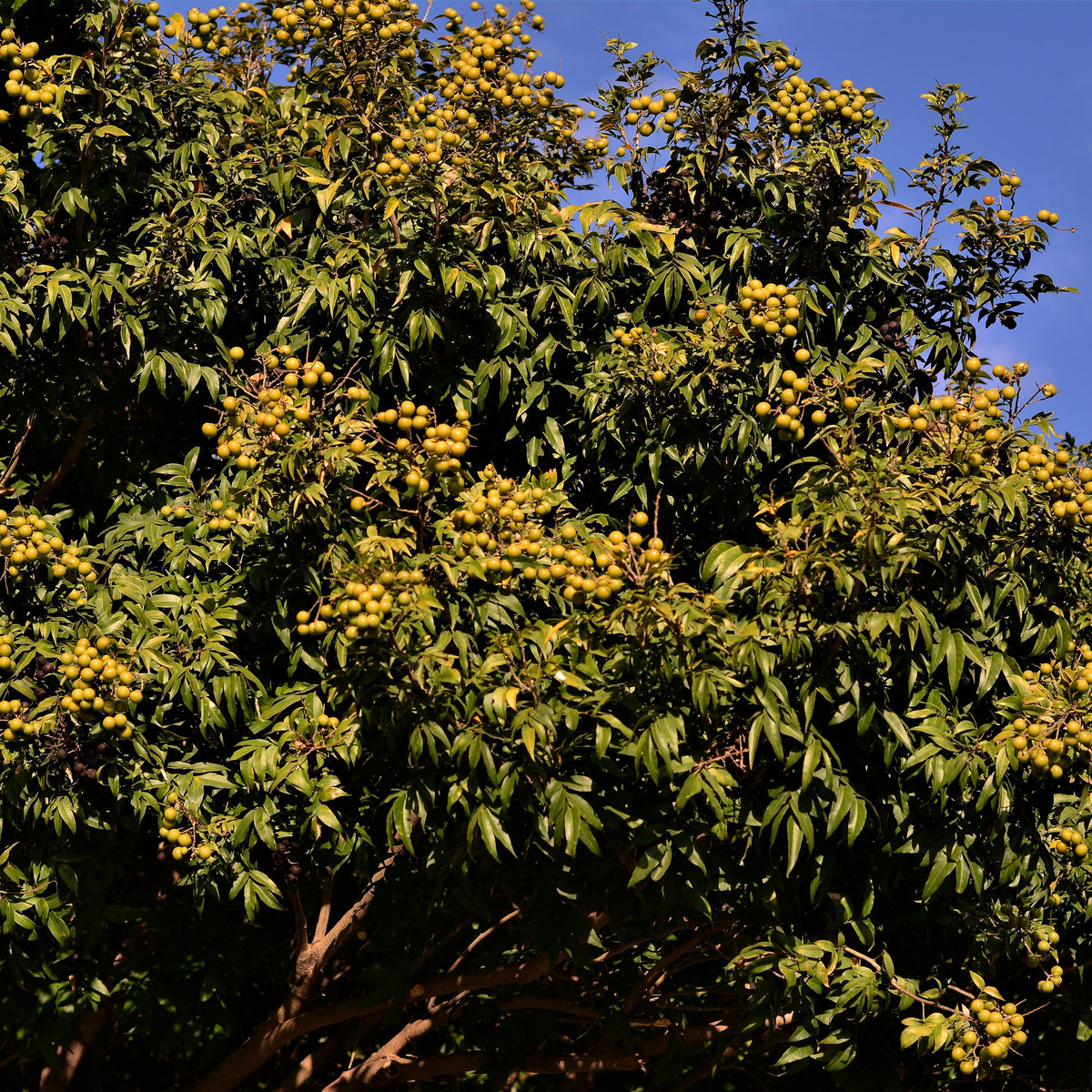Mýdelník pravý - Sapindus saponaria - semena mýdelníku - 3 ks