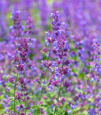 Šanta kočičí modrá - Nepeta faassenil - semena šanty - 15 ks