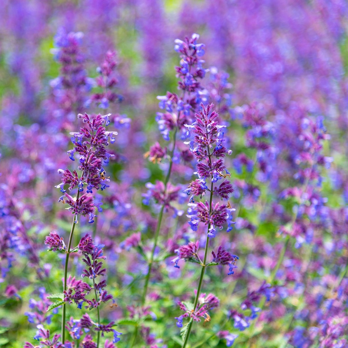 Šanta kočičí modrá - Nepeta faassenil - semena šanty - 15 ks