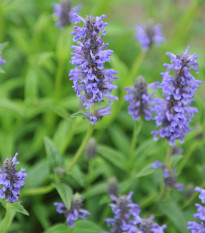 Šanta žilnatá - Nepeta nervosa - semena šanty - 15 ks