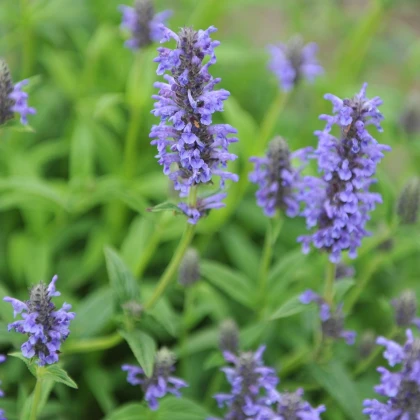 Šanta žilnatá - Nepeta nervosa - semena šanty - 15 ks