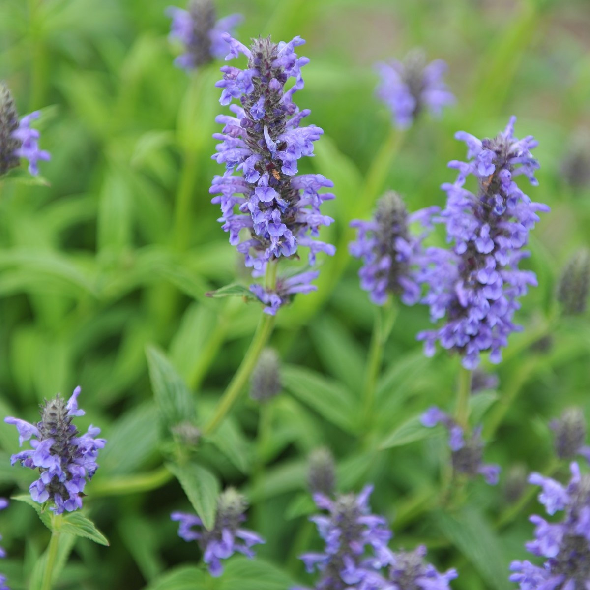 Šanta žilnatá - Nepeta nervosa - semena šanty - 15 ks