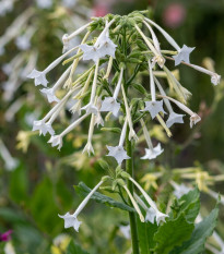 Tabák planý - Nicotiana sylvestris - semena tabáku - 200 ks